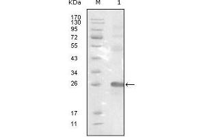 Western Blot showing EphB3 antibody used against truncated EphB3-His recombinant protein. (EPH Receptor B3 Antikörper  (AA 39-212))