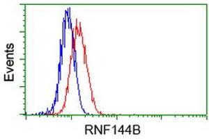 Image no. 2 for anti-Ring Finger Protein 144B (RNF144B) (AA 1-256) antibody (ABIN1490646) (RNF144B Antikörper  (AA 1-256))