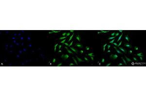 Immunocytochemistry/Immunofluorescence analysis using Rabbit Anti-CDC37 Polyclonal Antibody . (CDC37 Antikörper  (FITC))