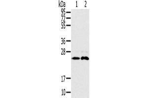 Gel: 10 % SDS-PAGE, Lysate: 40 μg, Lane 1-2: Mouse brain tissue, Raji cells, Primary antibody: ABIN7192090(RAB14 Antibody) at dilution 1/200, Secondary antibody: Goat anti rabbit IgG at 1/8000 dilution, Exposure time: 30 seconds (RAB14 Antikörper)