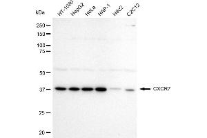 Western blotting analysis using CXCR7 antibody (ABIN7798048).