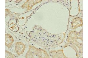 Immunohistochemistry of paraffin-embedded human kidney tissue using ABIN7143985 at dilution of 1:100 (Monoamine Oxidase A Antikörper  (AA 1-300))