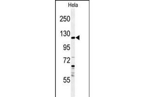 Western blot analysis of SYTL2 Antibody (Center) (ABIN650996 and ABIN2840030) in Hela cell line lysates (35 μg/lane).