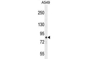 ANAPC5 Antibody (Center) western blot analysis in A549 cell line lysates (35 µg/lane). (ANAPC5 Antikörper  (Middle Region))