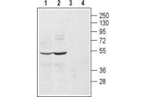 Western blot analysis of mouse (lanes 1 and 3) and rat (lanes 2 and 4) brain lysates: - 1, 2. (ADRA2A Antikörper  (Extracellular, N-Term))