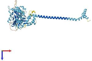 Adenylate Kinase 7 Protein (AK7) (AA 1-614) (His tag)