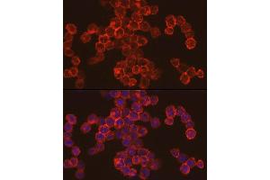 Immunofluorescence (IF) image for anti-Cathepsin G (CTSG) (AA 21-255) antibody (ABIN6139229)