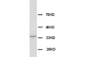 Anti-Morg1 antibody, Western blotting WB: Rat Brain Tissue Lysate (MORG1 Antikörper  (N-Term))