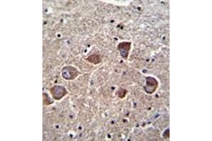 Formalin fixed and paraffin embedded human brain tissue reacted with PPAPDC1A Antibody (N-term) followed by peroxidase conjugation of the secondary antibody and DAB staining. (PPAPDC1A Antikörper  (N-Term))
