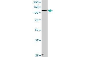 EPB41L2 MaxPab rabbit polyclonal antibody. (EPB41L2 Antikörper  (AA 1-633))