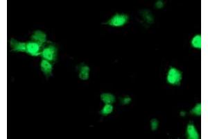 Anti-NDEL1 mouse monoclonal antibody (ABIN2454898) immunofluorescent staining of COS7 cells transiently transfected by pCMV6-ENTRY NDEL1 (RC212323). (NDEL1 Antikörper)