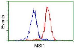 Image no. 2 for anti-Musashi Homolog 1 (Drosophila) (MSI1) antibody (ABIN1499571)