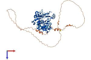 DCLRE1B Protein (AA 1-532) (His tag)