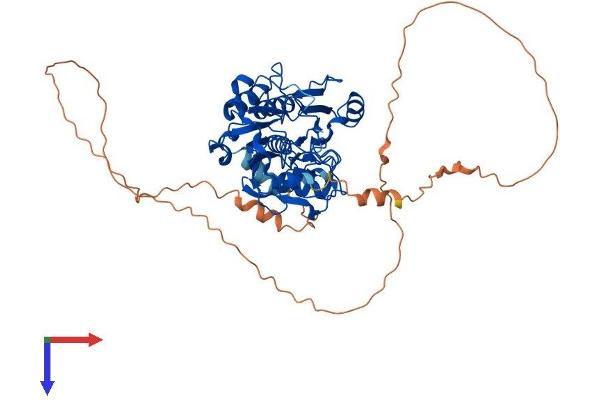 DCLRE1B Protein (AA 1-532) (His tag)