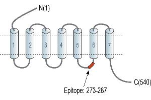 Representative domain view of the target of ABIN7884993.