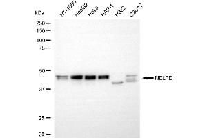 anti-RD RNA Binding Protein (RDBP) antibody