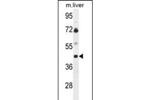 Western blot analysis of B3GNT5 Antibody (Center) (ABIN653601 and ABIN2842966) in mouse liver tissue lysates (35 μg/lane). (B3GNT5 Antikörper  (AA 118-145))