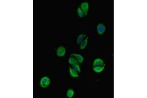 Immunofluorescent analysis of HepG2 cells using ABIN7171802 at dilution of 1:100 and Alexa Fluor 488-congugated AffiniPure Goat Anti-Rabbit IgG(H+L) (TSBP1 (AA 239-476) Antikörper)