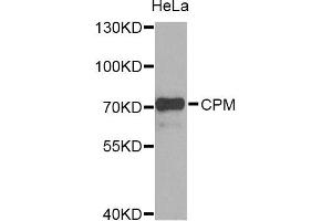 Western blot analysis of extracts of HeLa cells, using CPM Antibody. (CPM Antikörper)