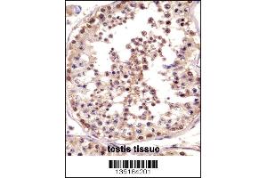 TSPY Antibody immunohistochemistry analysis in formalin fixed and paraffin embedded human testis tissue followed by peroxidase conjugation of the secondary antibody and DAB staining. (TSPY1 Antikörper  (C-Term))