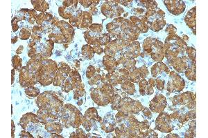 Formalin-fixed, paraffin-embedded human Pancreas stained with Cytochrome C Monoclonal Antibody (SPM389). (Cytochrome C Antikörper  (AA 1-80))