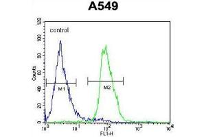 WDR32 Antibody (N-term) flow cytometric analysis of A549 cells (right histogram) compared to a negative control cell (left histogram). (DCAF10 Antikörper  (N-Term))
