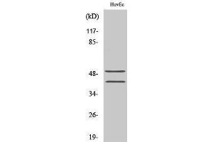 Western Blotting (WB) image for anti-Transcription Factor 7 (T-Cell Specific, HMG-Box) (TCF7) (N-Term) antibody (ABIN3177649) (TCF7 Antikörper  (N-Term))