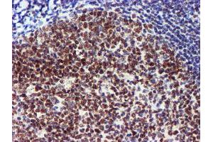 Image no. 12 for anti-Ubiquitin Specific Peptidase 7 (Herpes Virus-Associated) (USP7) antibody (ABIN1498592) (USP7 Antikörper)