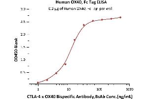 Quantitative Analysis of CTLA-4 x OX40 Bispecific Antibody in Human Serum by Intact Assay. (TNFRSF4 Protein (AA 29-216) (Fc Tag))