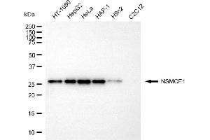 anti-Non-SMC Element 1 Homolog (NSMCE1) antibody