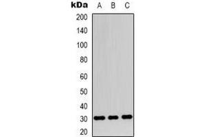 Western blot analysis of Apolipoprotein O-Like expression in SHSY5Y (A), HEK293T (B), NIH3T3 (C) whole cell lysates.