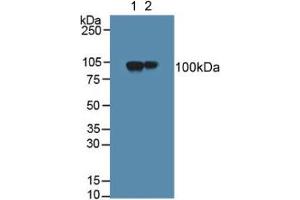 Figure. (MAG Antikörper  (AA 133-237))