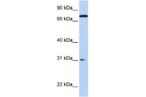 WB Suggested Anti-MAP4K1 Antibody Titration:  0. (MAP4K1 Antikörper  (N-Term))
