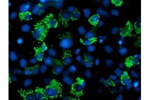 Anti-AK4 mouse monoclonal antibody (ABIN2454867) immunofluorescent staining of COS7 cells transiently transfected by pCMV6-ENTRY AK4 (RC220572). (AK4 Antikörper)