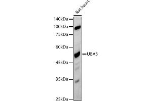 Western blot analysis of extracts of Rat heart, using UB antibody (ABIN7271186) at 1:500 dilution. (UBA3 Antikörper)
