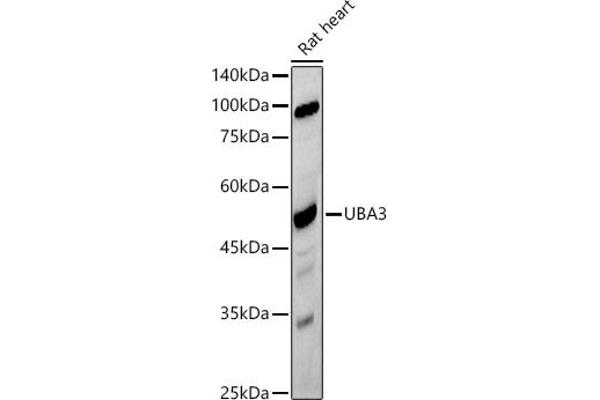 UBA3 antibody
