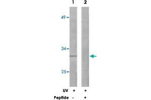 Western blot analysis of extracts from 293 cells, treated with UV (30 mins), using BCL2L1 polyclonal antibody . (BCL2L1 Antikörper)