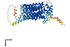 SLC2A2 Protein (AA 1-523) (His tag)