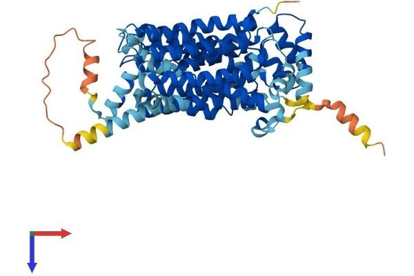SLC2A2 Protein (AA 1-523) (His tag)