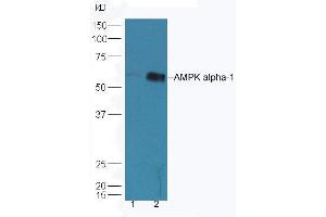 Lane 1: HepG2 lysates Lane 2: K562 lysates probed with Rabbit Anti-AMPK alpha-1 Polyclonal Antibody, Unconjugated (ABIN2170161) at 1:300 overnight at 4 °C. (PRKAA1 Antikörper  (AA 351-450))