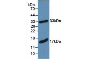 Western blot analysis of recombinant Mouse MBP. (MBP Antikörper  (AA 18-222))