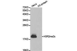 Western blot analysis of extracts of HeLa cell line and H3 protein expressed in E. (Histone 3 Antikörper  (H3R2me2s))
