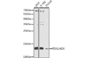 Western blot analysis of extracts of various cell lines, using FDX1/ADX antibody (ABIN6133468, ABIN6140571, ABIN6140572 and ABIN6225119) at 1:1000 dilution. (Ferredoxin1 (FDX1) (AA 1-184) Antikörper)