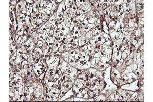 Image no. 6 for anti-Cell Division Cycle 123 Homolog (CDC123) antibody (ABIN1497388)