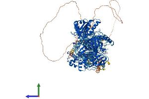 Protein Structure (PS) image for Nitric Oxide Synthase 1, Neuronal (NOS1) (AA 1-1434) protein (His tag) (ABIN7554734)