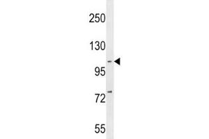 Western Blotting (WB) image for anti-Nuclear Factor of kappa Light Polypeptide Gene Enhancer in B-Cells 1 (NFKB1) (AA 911-937) antibody (ABIN3032041)