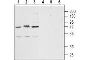 Western blot analysis of human Jurkat acute T cell leukemia (lanes 1 and 4), human SH-SY5Y brain neuroblastoma (lanes 2 and 5) and human THP-1acute monocytic leukemia (lanes 3 and 6) lysates: - 1-3. (CXCR2 Antikörper  (Extracellular, N-Term))
