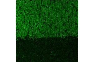 Indirect immunostaining of PFA fixed cerebellum sections (dilution 1 : 500). (SHANK2 Antikörper  (AA 1042-1475))