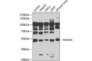 Western blot analysis of extracts of various cell lines, using NSUN6 antibody (ABIN6132426, ABIN6144879, ABIN6144881 and ABIN6217457) at 1:1000 dilution. (NSUN6 Antikörper  (AA 220-469))
