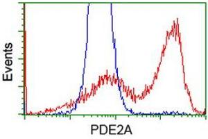 Image no. 2 for anti-phosphodiesterase 2A, CGMP-Stimulated (PDE2A) antibody (ABIN1500084)